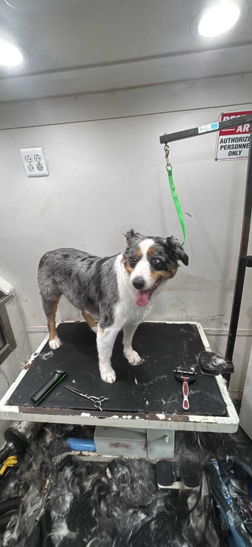 Dog Pet Photo