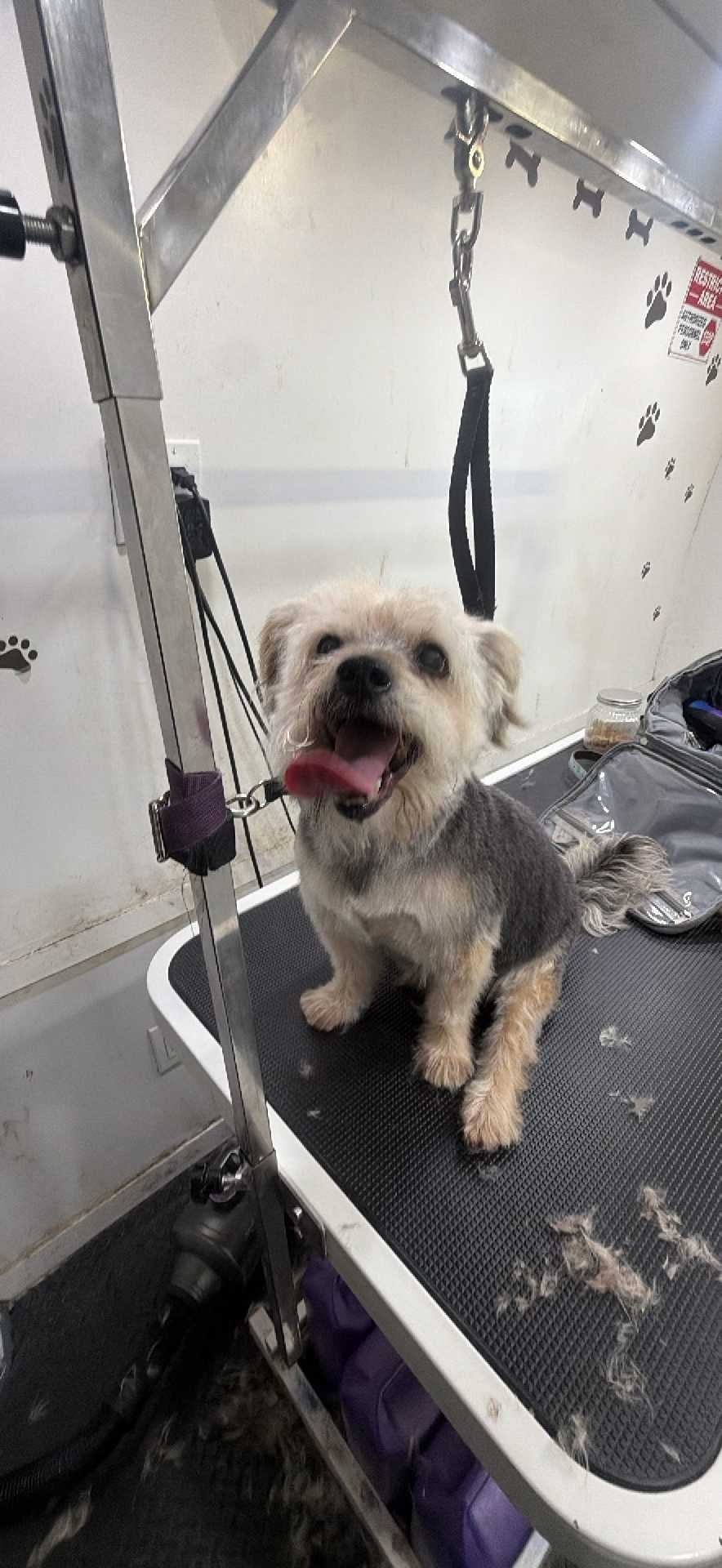 Dog Pet Photo