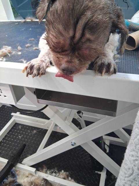 Pet