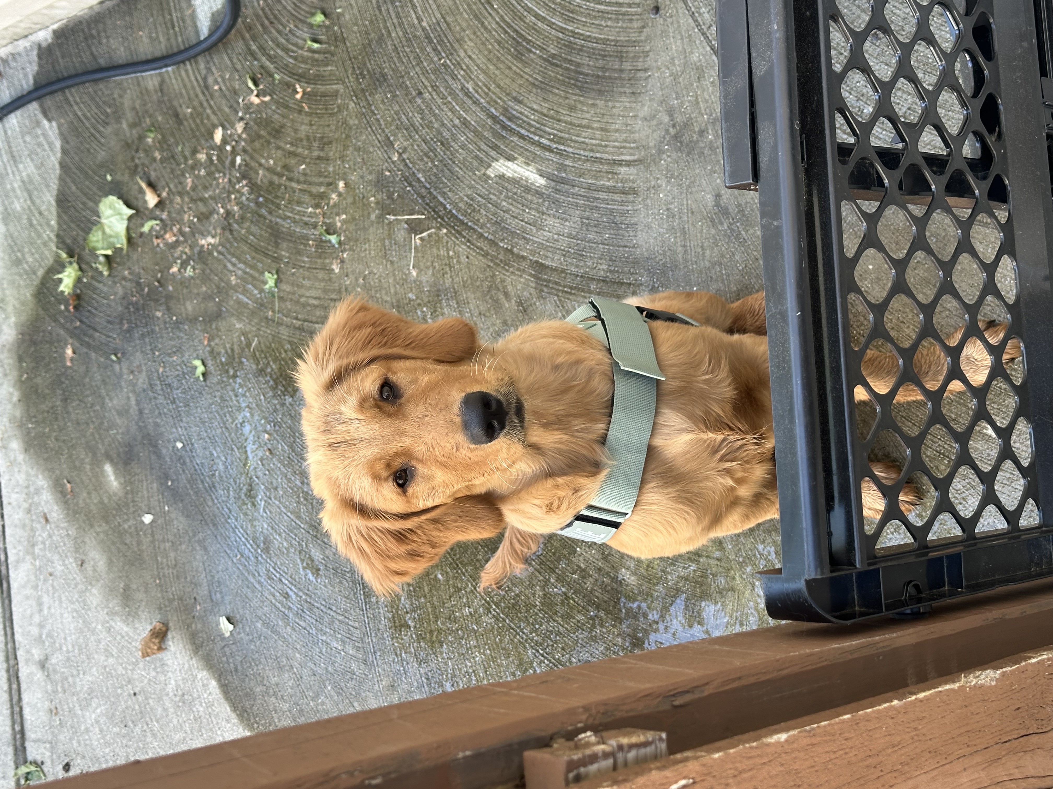 Pet
