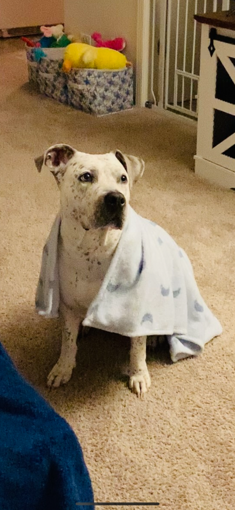 Dog Pet Photo