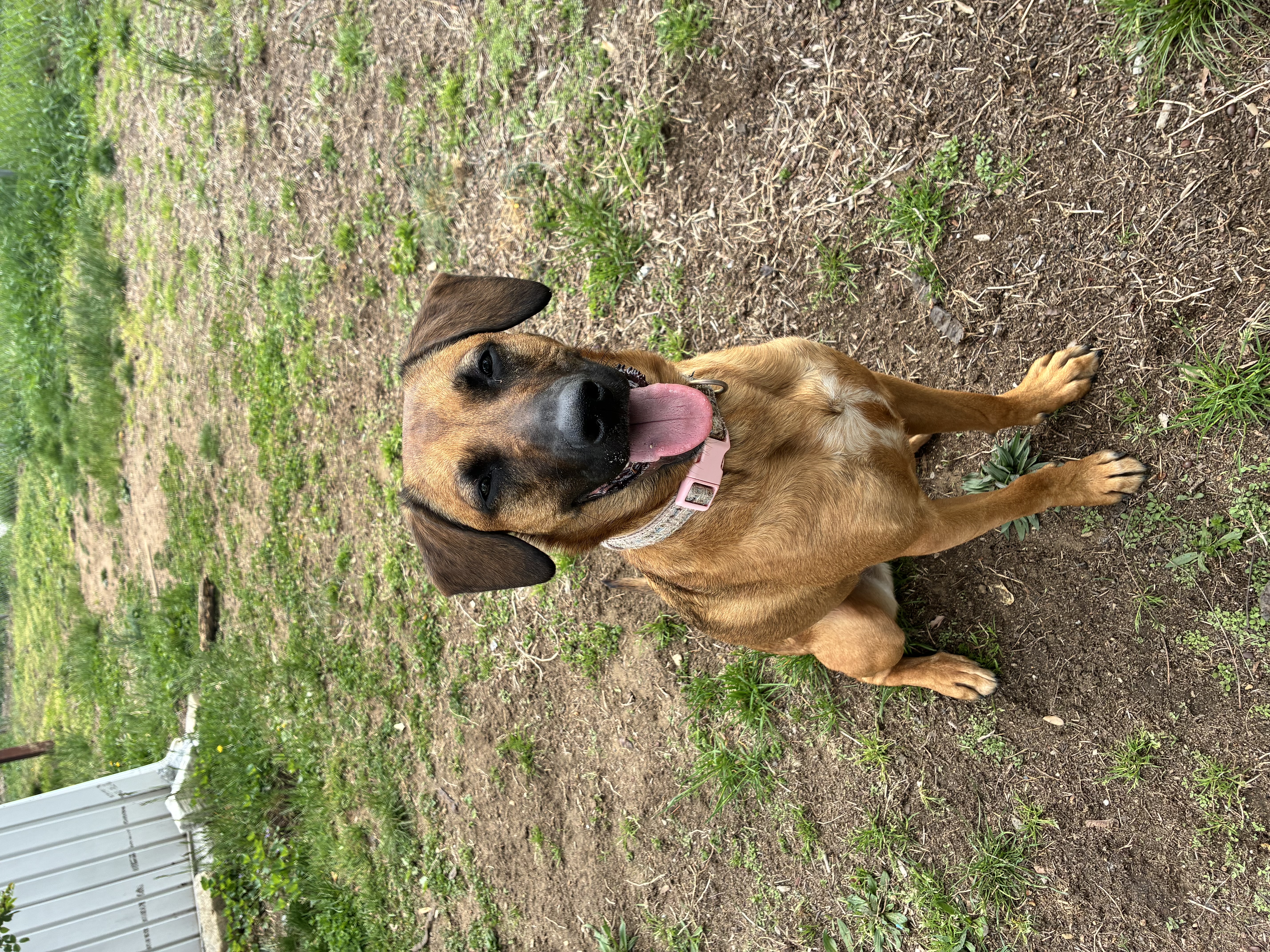 Pet