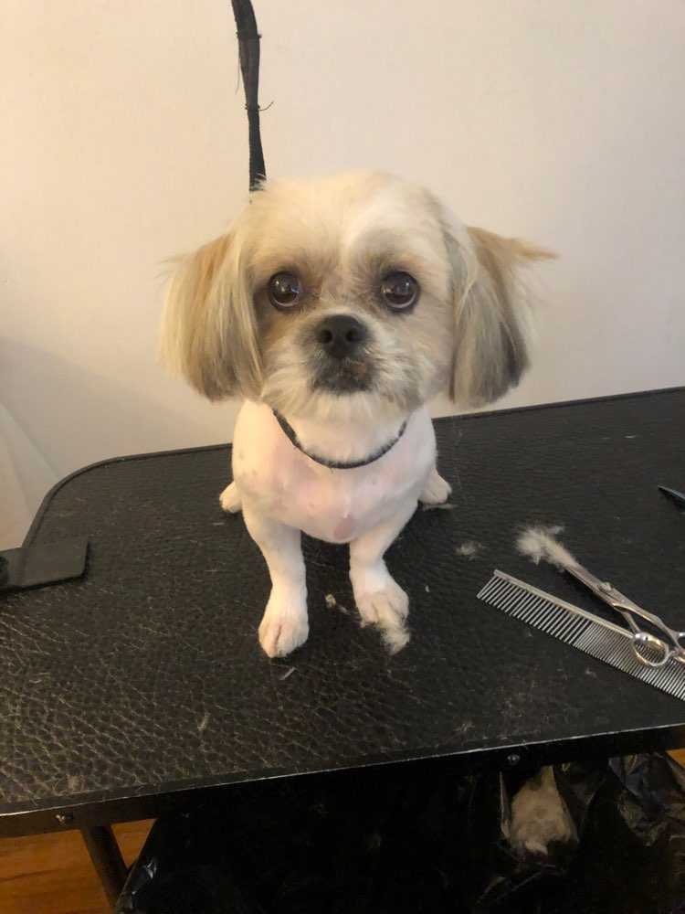 Harley
