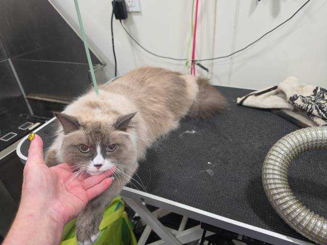 Pet