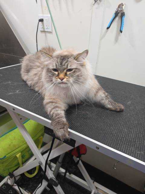 Pet