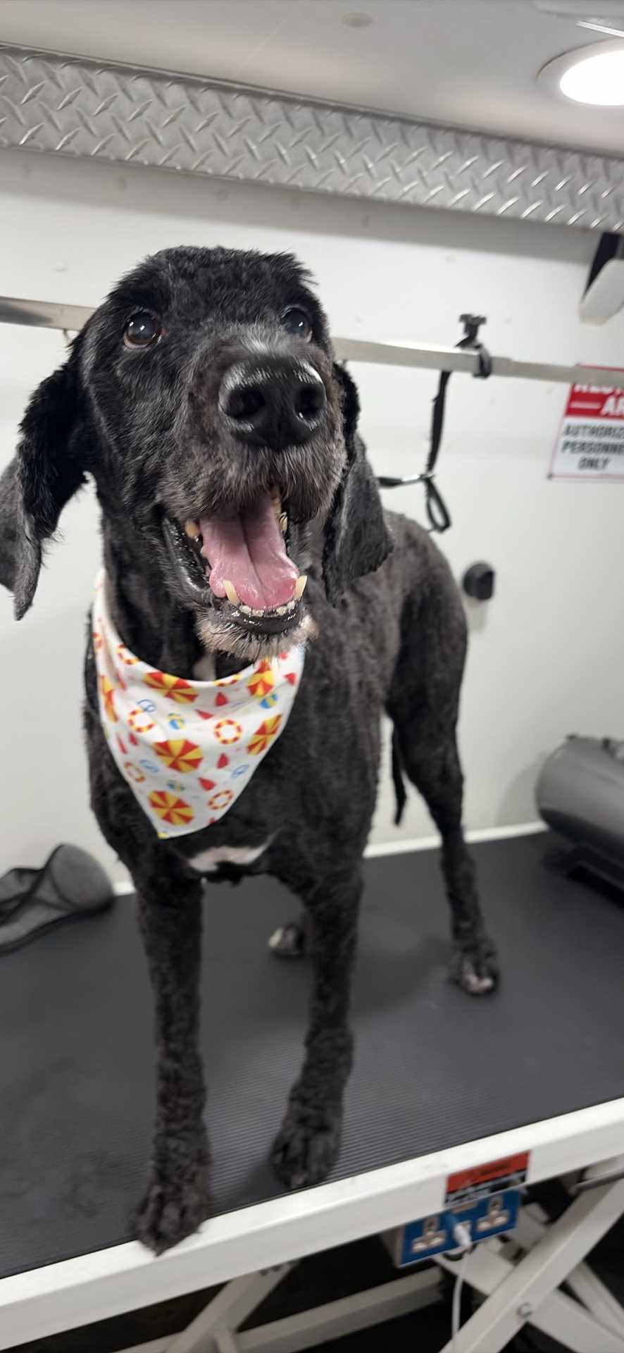 Dog Pet Photo