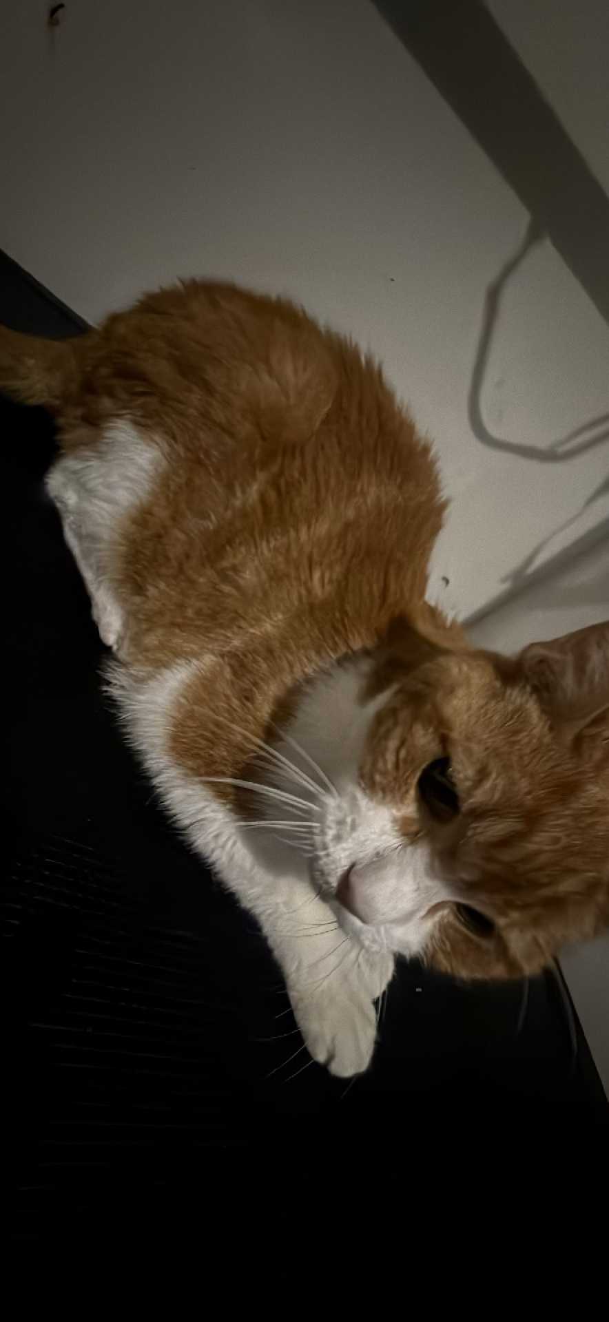 Pet
