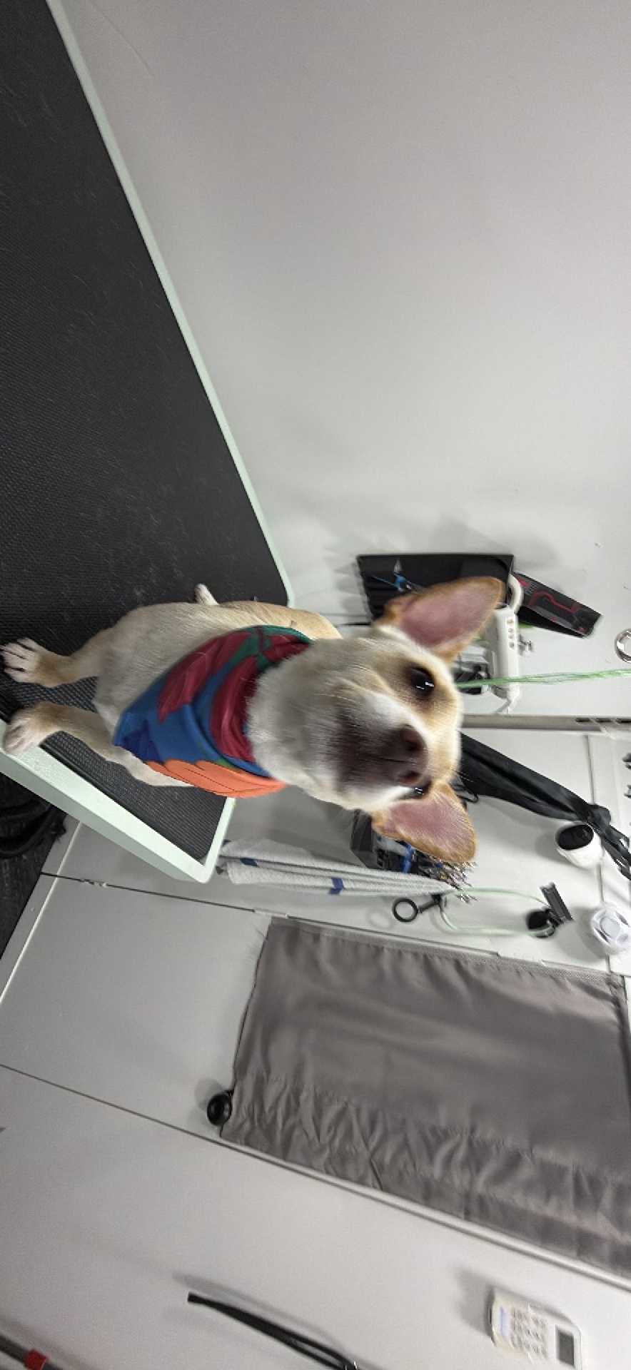 Pet