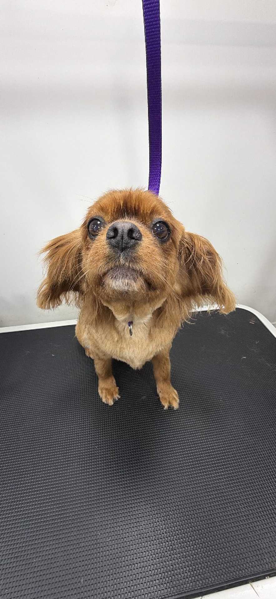 Pet
