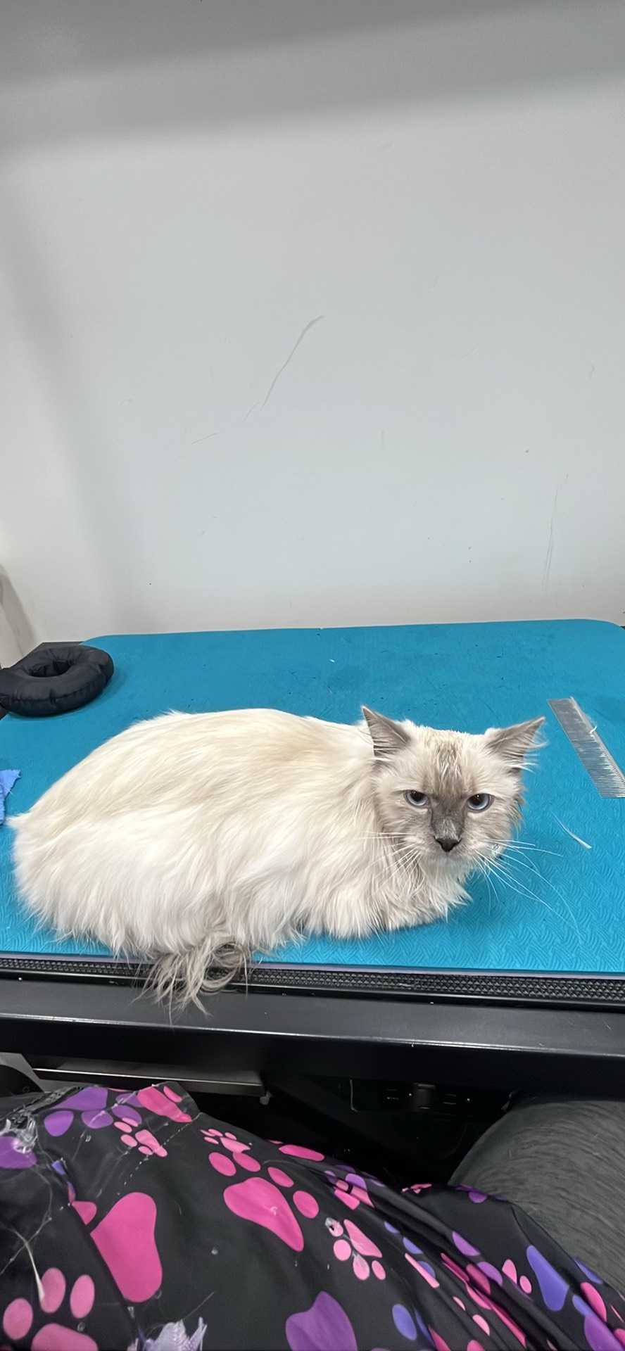 Pet