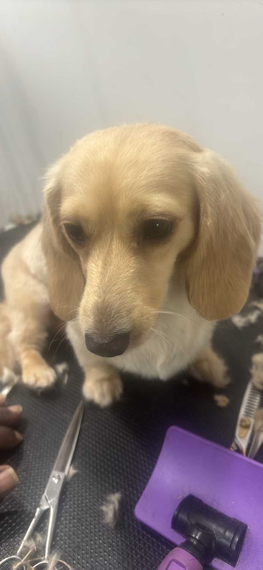 Poppy