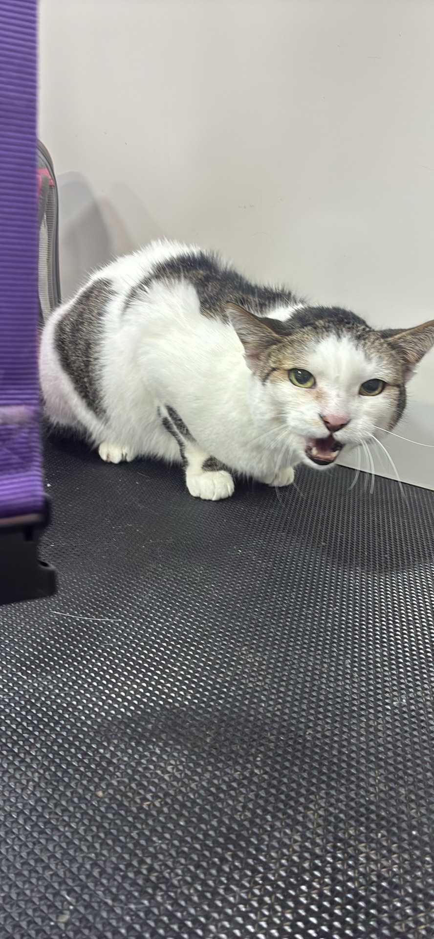 Pet