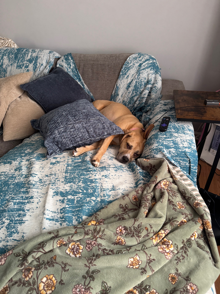 Dog Pet Photo