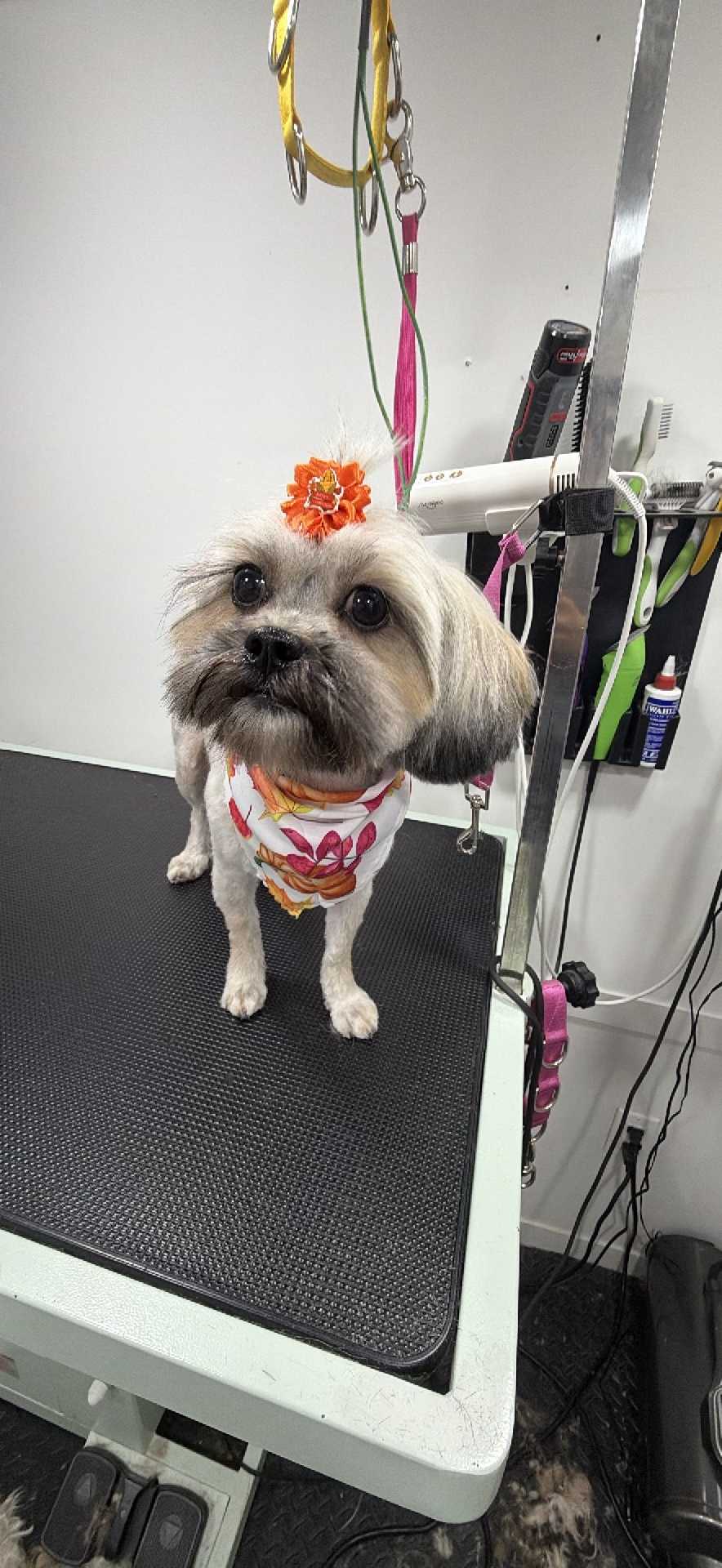 Pet